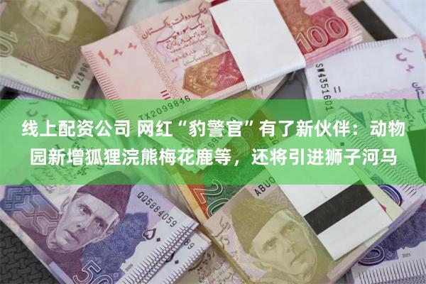 线上配资公司 网红“豹警官”有了新伙伴：动物园新增狐狸浣熊梅花鹿等，还将引进狮子河马