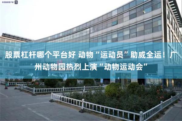 股票杠杆哪个平台好 动物“运动员”助威全运!广州动物园热烈上演“动物运动会”